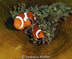 "Couple for life" by Isabella Maffei 